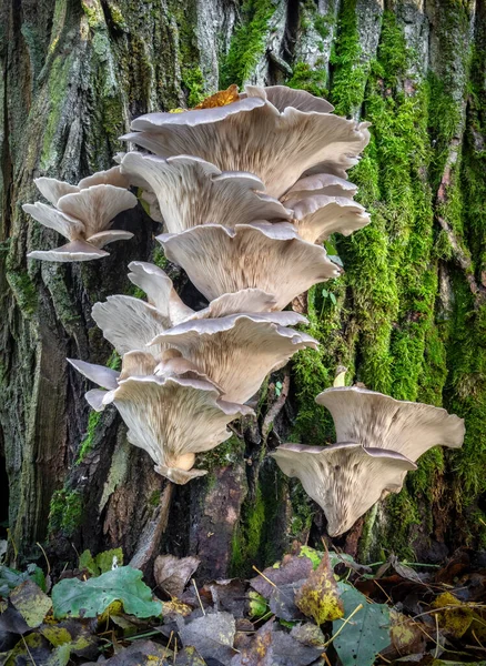Cogumelo Comestível Pleurotus Ostreatus Conhecido Como Cogumelo Ostra Caule Árvore — Fotografia de Stock