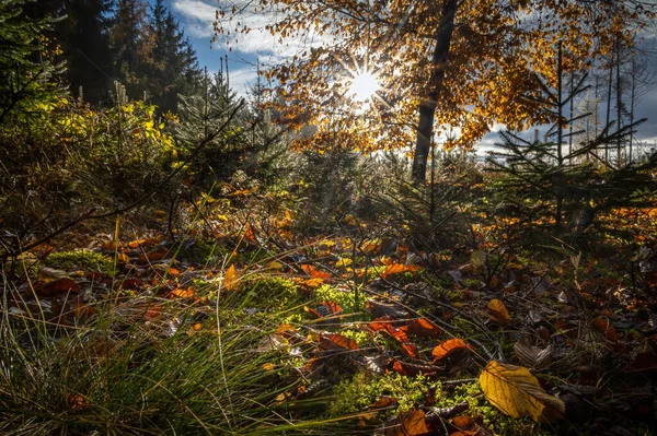 Amazing Colorful Sunny Day Autumnal Forest Fallen Leaves Czech Republic — Stock Photo, Image