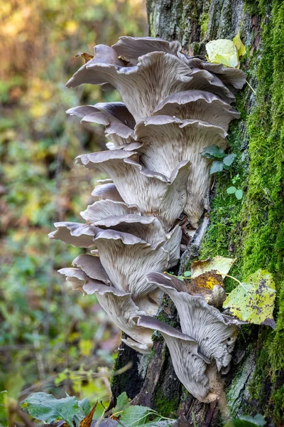 Grzyb Jadalny Pleurotus Ostreatus Znany Jako Grzyb Ostrygowy Łodydze Drzewa — Zdjęcie stockowe