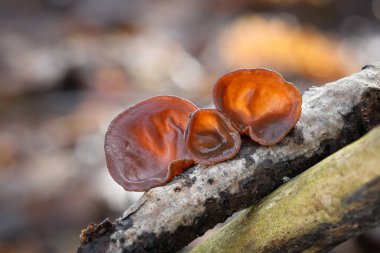 Orman kulağı, Yahudi kulağı ya da Jöle kulağı (Auricularia auricula-judae) olarak bilinen yenilebilir mantarların yakın plan görüntüsü bulanık arka plan