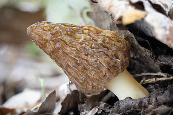 Tiro Sorprendente Comestible Sabroso Hongo Morel República Checa Europa —  Fotos de Stock