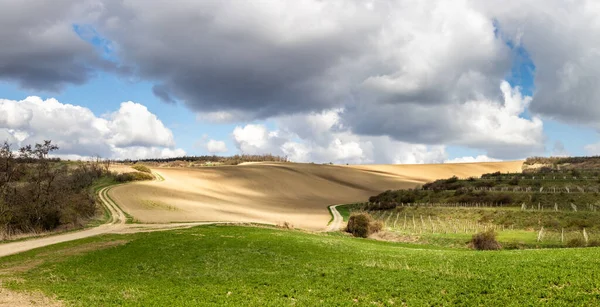 Panoramiczne Ujęcie Wiosennego Krajobrazu Rolniczego Polami Winnicami Pod Zachmurzonym Niebem — Zdjęcie stockowe