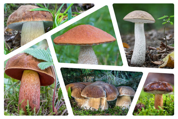 Collage of photos on theme of edible BOLETUS MUSHROOMS. All photos are mine - Czech Republic, Europe.