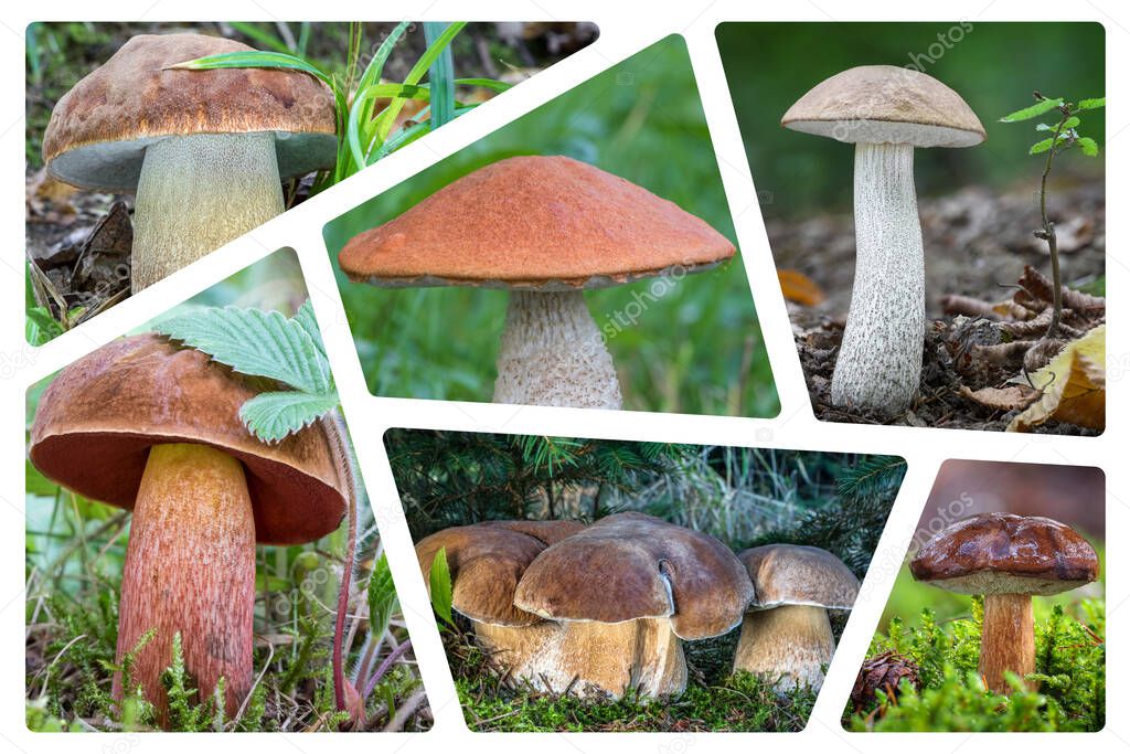 Collage of photos on theme of edible BOLETUS MUSHROOMS. All photos are mine - Czech Republic, Europe.