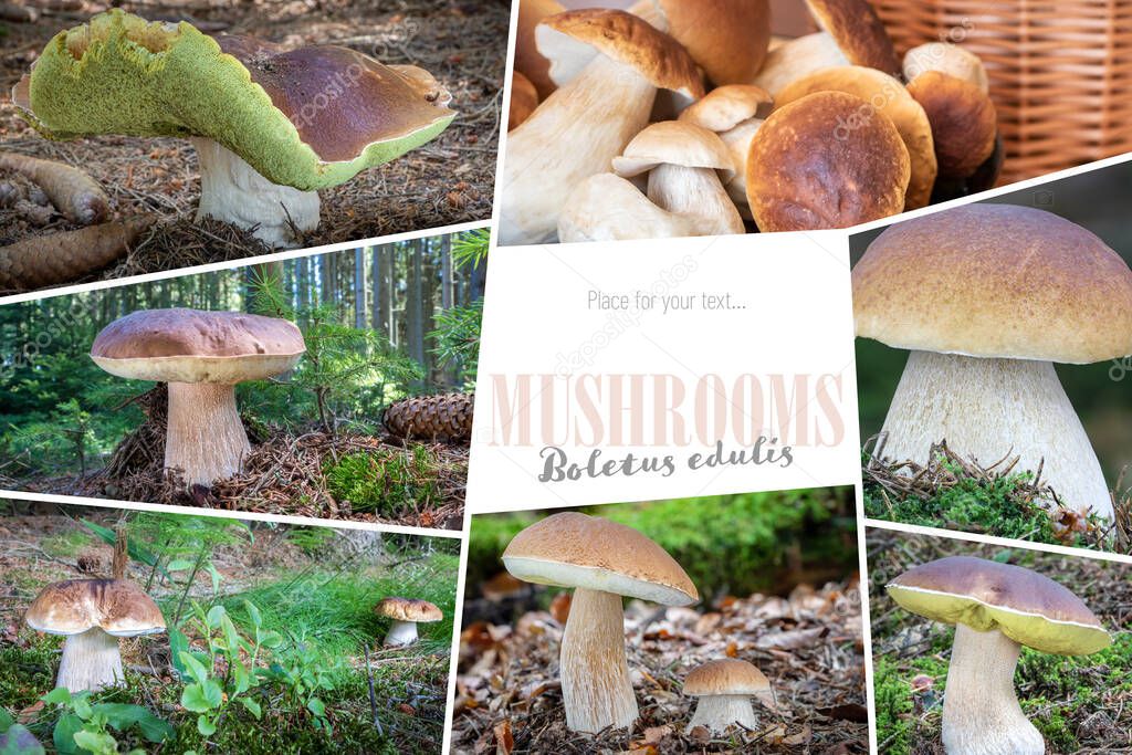 Collage of photos on theme of edible BOLETUS EDULIS MUSHROOMS with copy space for your text. All photos are mine - Czech Republic, Europe.
