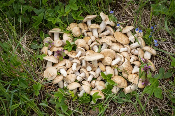 Jedlé Houby Calocybe Gambosa Běžně Známé Jako Houba Jiří Česká — Stock fotografie