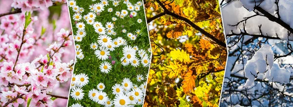 Čtyřsezónní Koláž Přírodními Tématy Květiny Stromy Všechny Použité Fotografie Patří — Stock fotografie