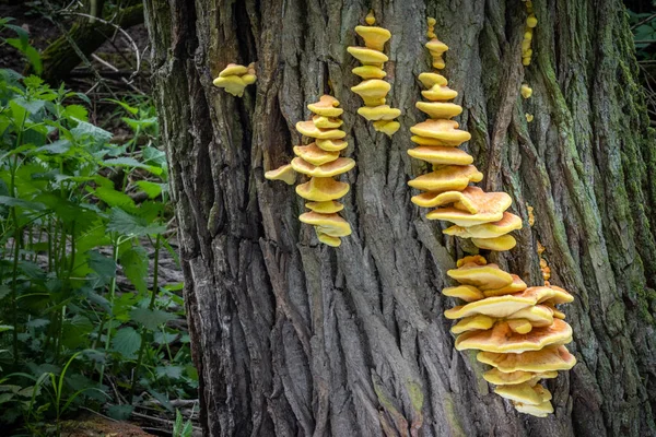 Їстівний Гриб Letiporus Sulphureus Широко Відомий Краб Лісу Сірчана Поліпора — стокове фото