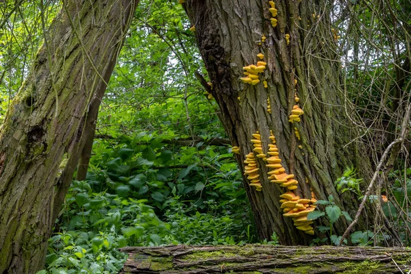 肉食蘑菇硫柳蟹 Laetiporus Sulureus 硫多孔虫 或树干上的木鸡 捷克共和国 — 图库照片