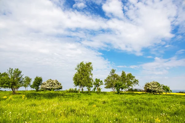 Voorjaars Zomerlandschap Met Groene Weide Bomen Struiken Blauwe Lucht Met — Stockfoto
