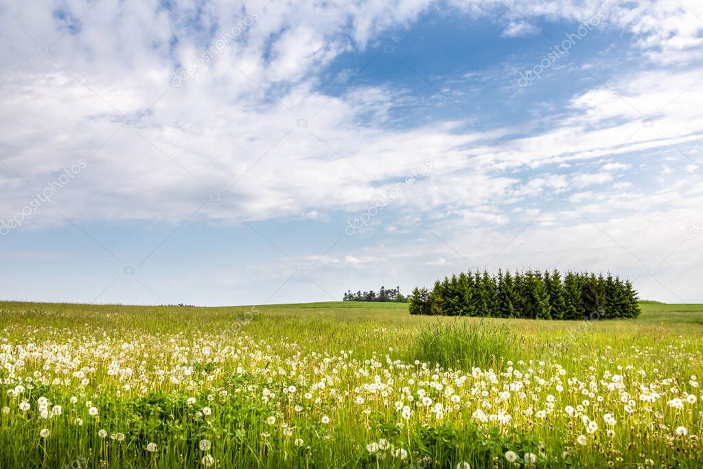 Meadow with blooming dandelions, spruce forest and blue sky with white clouds - Czech Republic, Europe