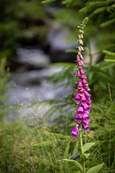 Flor Rosa Digitalis Purpurea Também Conhecida Como Luva Raposa Detalhe — Fotografia de Stock