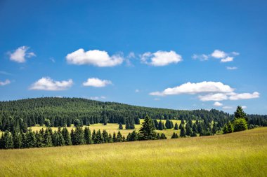 Summer green meadows among spruce forests under blue sky - Czech Republic, Europe