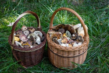 Çimlerin üzerinde yenilebilir mantarlı hasır sepetler.