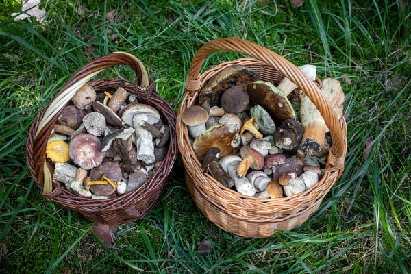 Schuss Weidenkörbe Mit Essbaren Pilzen Auf Gras — Stockfoto