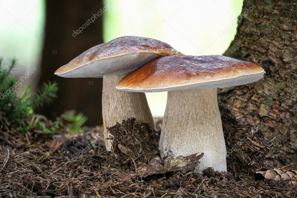 Shot of amazing edible mushrooms boletus edulis known as penny bun in forest with blurred background