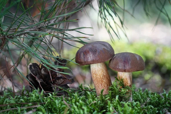 Two Amazing Edible Imleria Badia Mushrooms Commonly Known Bay Bolete — Stock Photo, Image