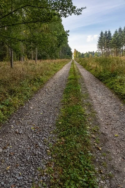 Caminho Reto Através Floresta Verão Sob Céu Azul República Checa — Fotografia de Stock