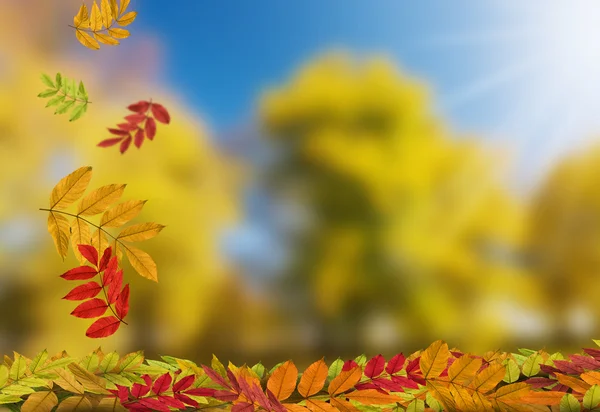 Falling autumn leaves — Stock Photo, Image