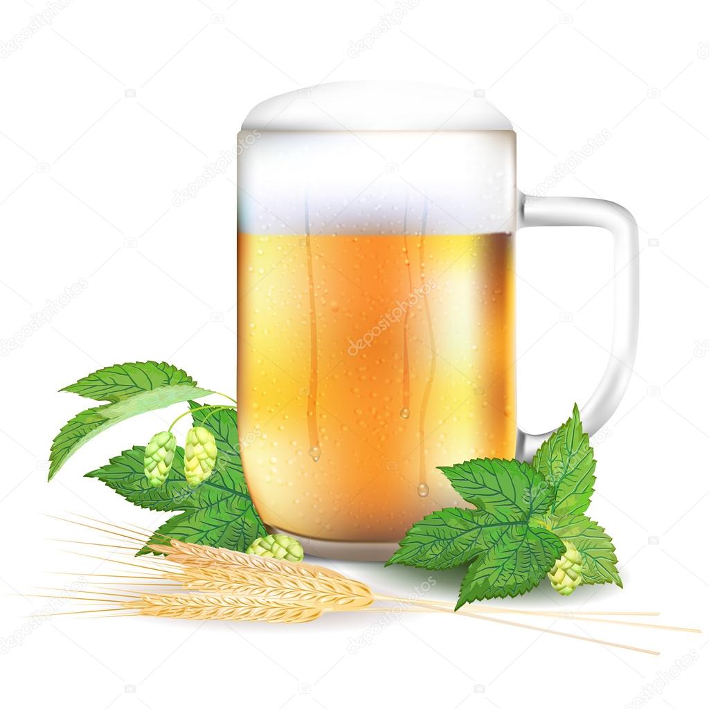 Glass of beer, hops and barley - isolated on white background