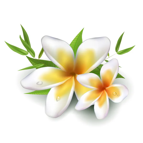 Dewy frangipani flowers with leafs — Stock Vector