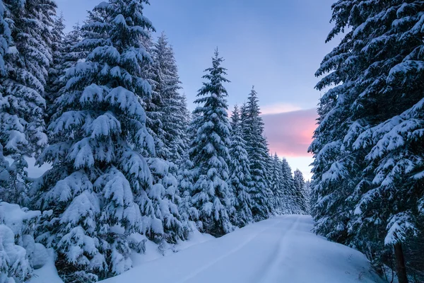 Camino a través del bosque nevado al amanecer —  Fotos de Stock
