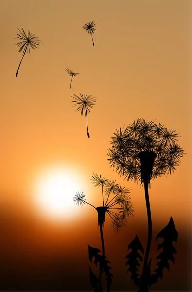 Silhouettes of fading dandelions at sunset — Stock Vector