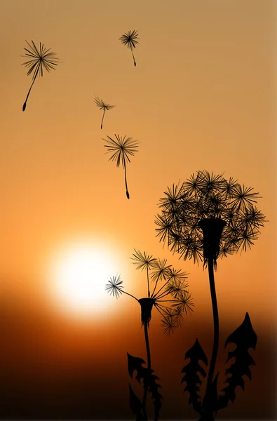 Gün batımında solma dandelions siluetleri