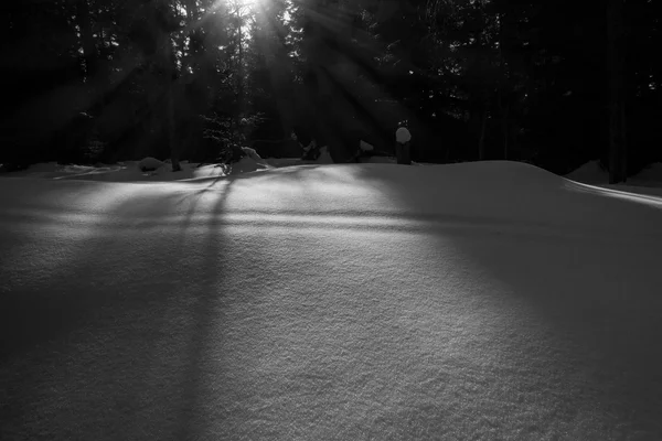 Sol y sombras en la nieve en el bosque —  Fotos de Stock