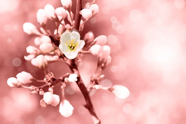 Flores de primavera fondo —  Fotos de Stock