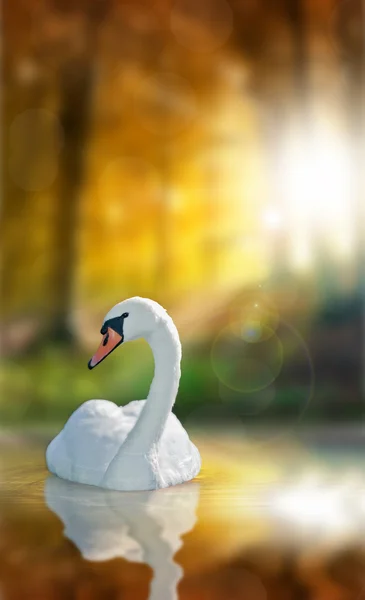 Cisne con reflexión y bosque otoñal — Foto de Stock
