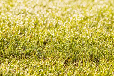 Arka plan bulanık nemli çim
