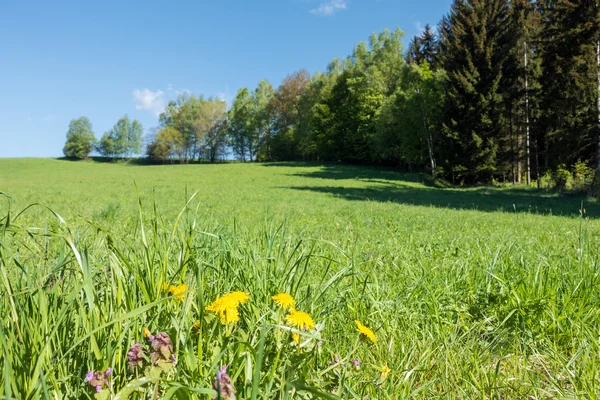 Spring countryside with flowers, meadow, trees and blue sky — Stock Photo, Image