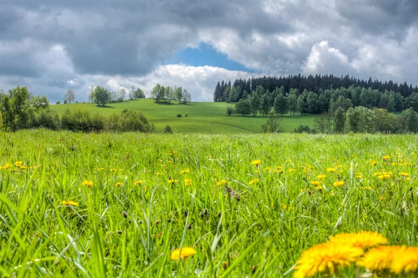 Blooming spring meadow under the sky with clouds — Stock Photo, Image