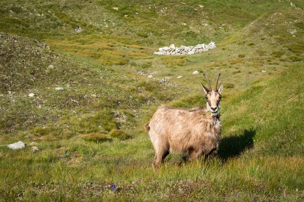 Chamois sauvages sur la prairie de montagne — Photo