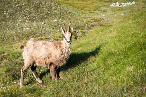 Chamois sauvages sur la prairie de montagne — Photo