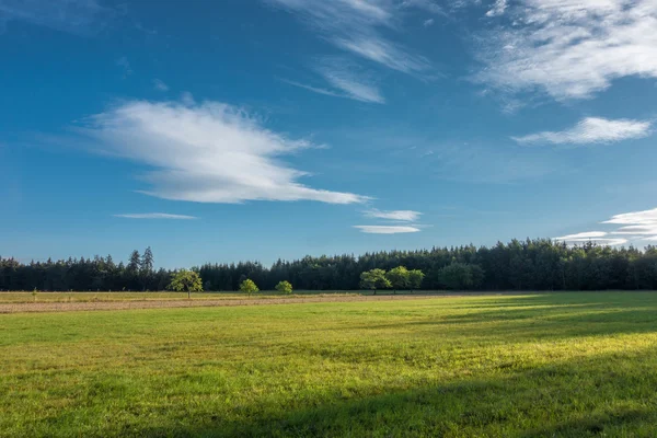 Amazing summer morning in nature — Stock Photo, Image