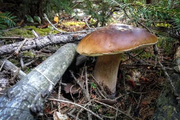 Dettaglio di incredibile fungo nella foresta — Foto Stock