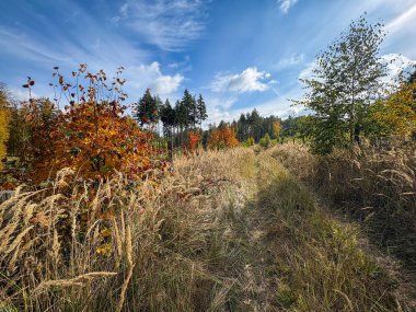 Bulutlu mavi gökyüzü altında sonbahar renkli ormanlar arasındaki çimenli yol - Çek Cumhuriyeti, Avrupa