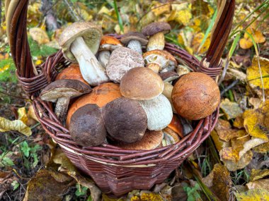 Renkli sonbahar ormanlarında çeşitli rengarenk mantarlarla dolu hasır sepet - Çek Cumhuriyeti, Avrupa