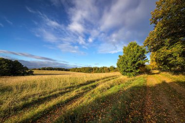 Sonbahar renkli ağaçlar ile mavi gökyüzünün altında beyaz bulutlu çayır arasındaki çimenli kirli yol - Çek Cumhuriyeti, Avrupa