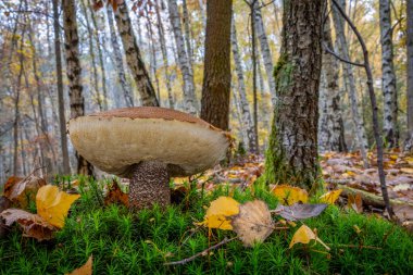 Yenebilir dev Leccinum versipelle mantarı. Sonbahar huş ormanlarında portakal ağacı boleti olarak da bilinir. Çek Cumhuriyeti, Avrupa