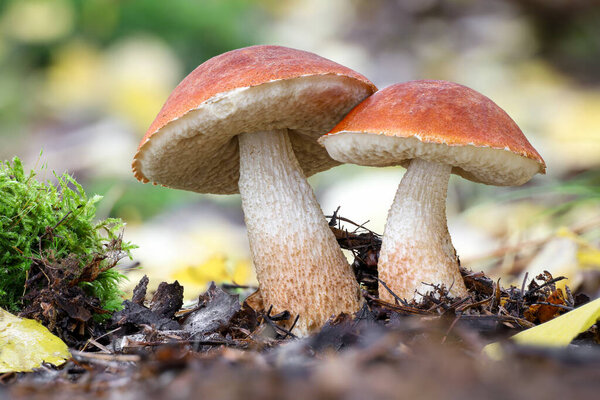 Detail shot of twins of amazing edible Leccinum aurantiacum mushrooms commonly known as red-capped scaber stalk in autumn forest - Czech Republic, Europe
