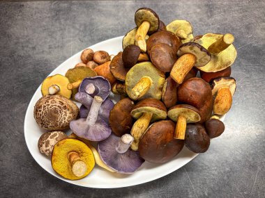 Gri masadaki taze, taze, yenilebilir ve lezzetli mantarların üst görüntüsü. Çek Cumhuriyeti, Avrupa 'da sonbahar mantar toplamanın sonucu.