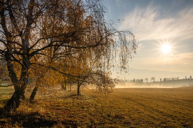 Sabah ışığında yıkanan altın ağaçların bulunduğu sakin sonbahar manzarası, doğada sakinlik ve sükuneti çağrıştıran sisli bir atmosfer..