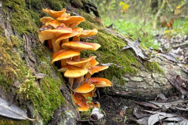 Enokitake, Golden Needle ya da kış mantarı olarak bilinen küme yenilebilir mantarlar. Flammulina velütipes. Çek Cumhuriyeti, Avrupa.