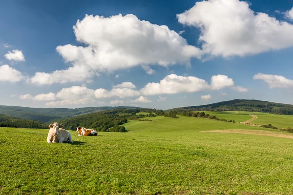 Vacas en el pasto verde — Foto de Stock