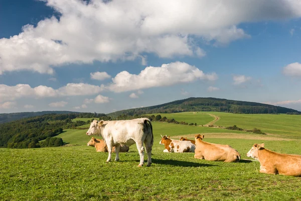 Vacas no pasto abaixo do céu com nuvens — Fotografia de Stock