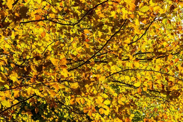 Patroon tot herfst gekleurde beuken verlaat — Stockfoto