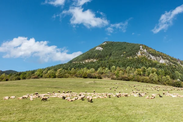Manada de ovejas pastando bajo la colina de piedra caliza — Foto de Stock